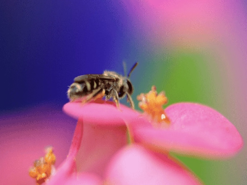 日本试管用药试管婴母乳假试管宝宝出生瞬间